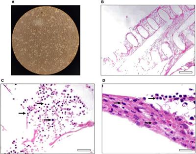 Utilization of 2D and 3D cell cultures for the modelling of intramammary infection in sheep